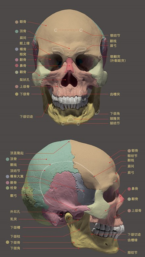 人物头像头部骨骼组织结构图